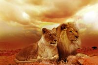 lion-577104_960_720-pixabay-CCO-Public-Domain-download-text-ur-27_06_2018-BLOG.jpg